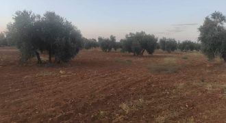 REF 24124 – VENTA DE TERRENO RÚSTICO AGRÍCOLA en ARGAMASILLA DE CVTA