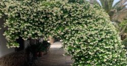 REF 25056- CHALET EN PARAJE LAS YENGUAS