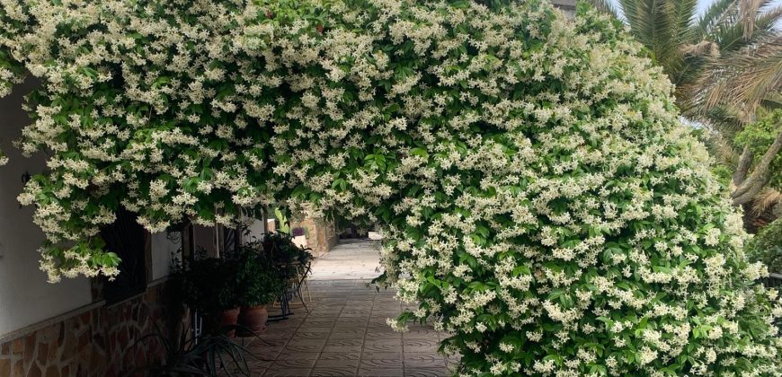 REF 25056- CHALET EN PARAJE LAS YENGUAS