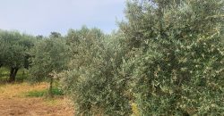 REF 25056- CHALET EN PARAJE LAS YENGUAS