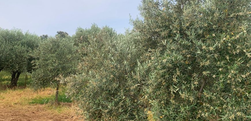 REF 25056- CHALET EN PARAJE LAS YENGUAS