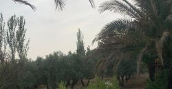 REF 25056- CHALET EN PARAJE LAS YENGUAS