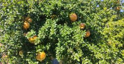 REF 23073- CASA DE CAMPO – LA VIÑUELA