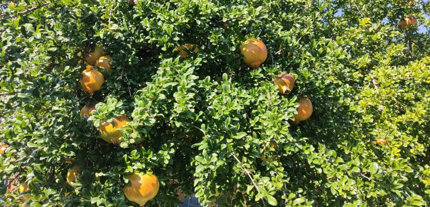 REF 23073- CASA DE CAMPO – LA VIÑUELA