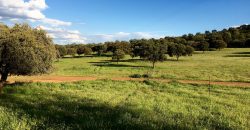 EXCELENTE FINCA DE CAZA BIEN COMUNICADA EN PROXIMIDAD ALMODOVAR