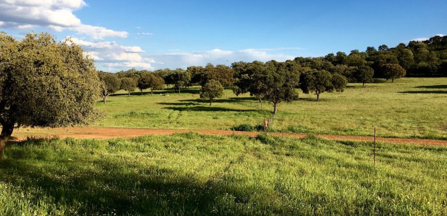 EXCELENTE FINCA DE CAZA BIEN COMUNICADA EN PROXIMIDAD ALMODOVAR