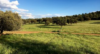 EXCELENTE FINCA DE CAZA BIEN COMUNICADA EN PROXIMIDAD ALMODOVAR