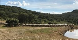 EXCELENTE FINCA DE CAZA BIEN COMUNICADA EN PROXIMIDAD ALMODOVAR