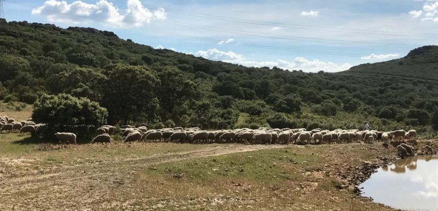 EXCELENTE FINCA DE CAZA BIEN COMUNICADA EN PROXIMIDAD ALMODOVAR