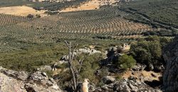 EXCELENTE FINCA DE CAZA BIEN COMUNICADA EN PROXIMIDAD ALMODOVAR