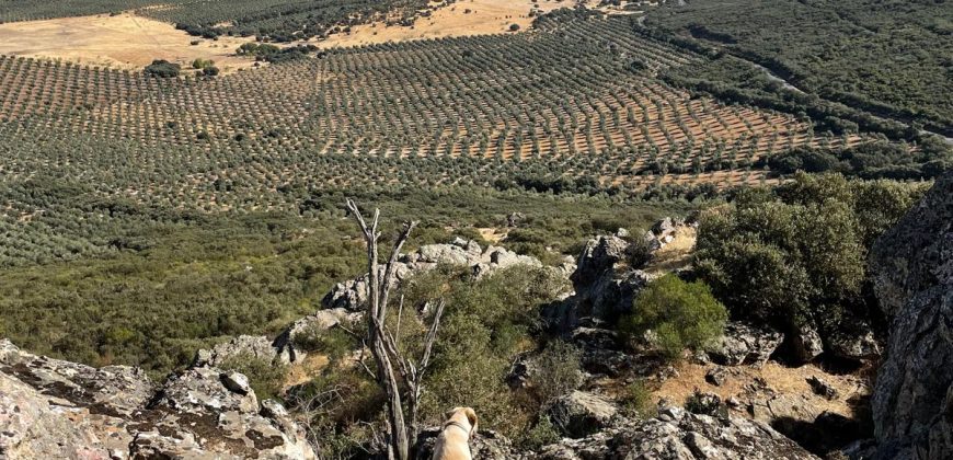 EXCELENTE FINCA DE CAZA BIEN COMUNICADA EN PROXIMIDAD ALMODOVAR