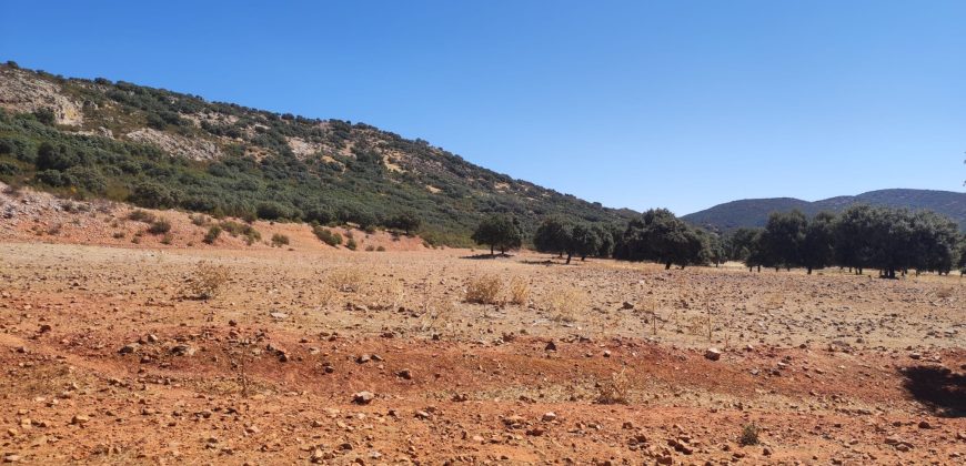 EXCELENTE FINCA DE CAZA BIEN COMUNICADA EN PROXIMIDAD ALMODOVAR