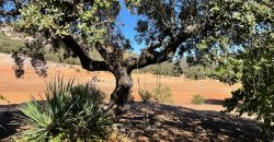 EXCELENTE FINCA DE CAZA BIEN COMUNICADA EN PROXIMIDAD ALMODOVAR