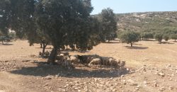 EXCELENTE FINCA DE CAZA BIEN COMUNICADA EN PROXIMIDAD ALMODOVAR