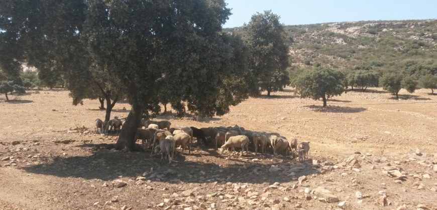 EXCELENTE FINCA DE CAZA BIEN COMUNICADA EN PROXIMIDAD ALMODOVAR