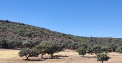 EXCELENTE FINCA DE CAZA BIEN COMUNICADA EN PROXIMIDAD ALMODOVAR