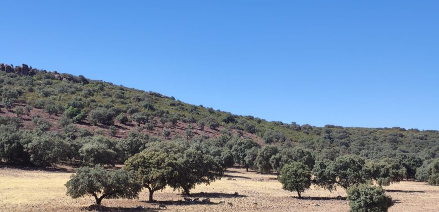 EXCELENTE FINCA DE CAZA BIEN COMUNICADA EN PROXIMIDAD ALMODOVAR