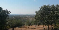 EXCELENTE FINCA DE CAZA BIEN COMUNICADA EN PROXIMIDAD ALMODOVAR