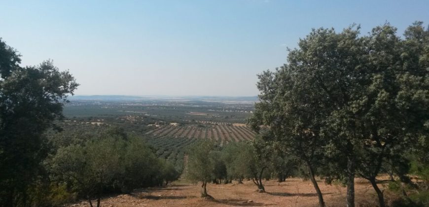 EXCELENTE FINCA DE CAZA BIEN COMUNICADA EN PROXIMIDAD ALMODOVAR