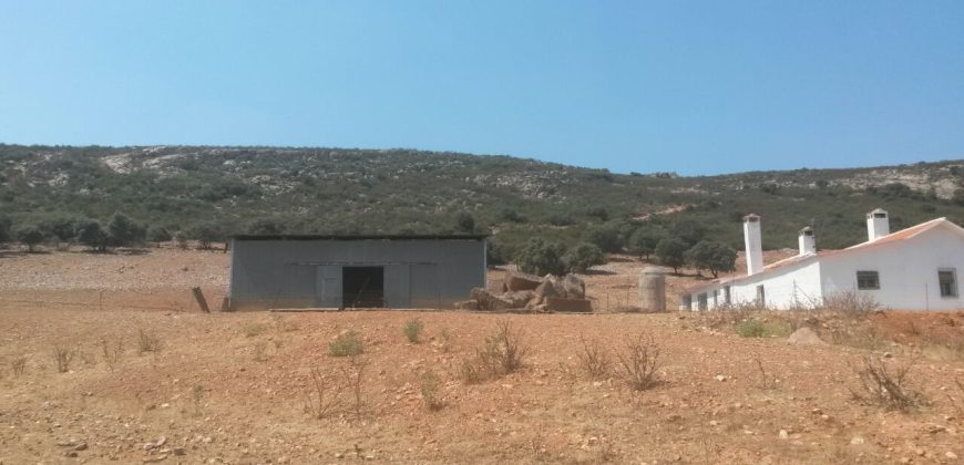 EXCELENTE FINCA DE CAZA BIEN COMUNICADA EN PROXIMIDAD ALMODOVAR