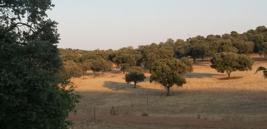 EXCELENTE FINCA DE CAZA BIEN COMUNICADA EN PROXIMIDAD ALMODOVAR