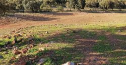 EXCELENTE FINCA DE CAZA BIEN COMUNICADA EN PROXIMIDAD ALMODOVAR