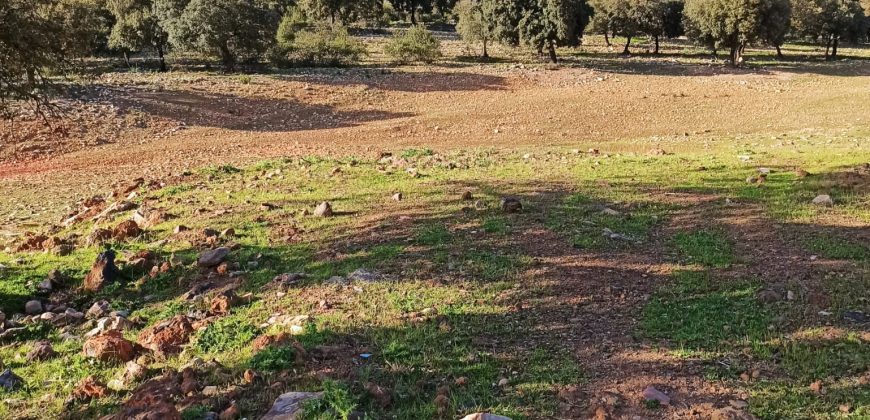 EXCELENTE FINCA DE CAZA BIEN COMUNICADA EN PROXIMIDAD ALMODOVAR