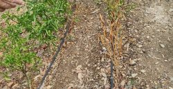 CHALET en VENTA: Vive al ritmo del campo, con todas las comodidades de hoy