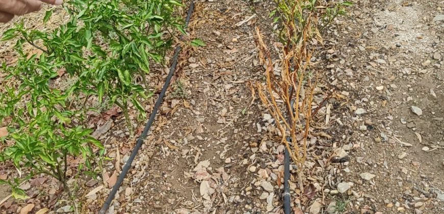 CHALET en VENTA: Vive al ritmo del campo, con todas las comodidades de hoy